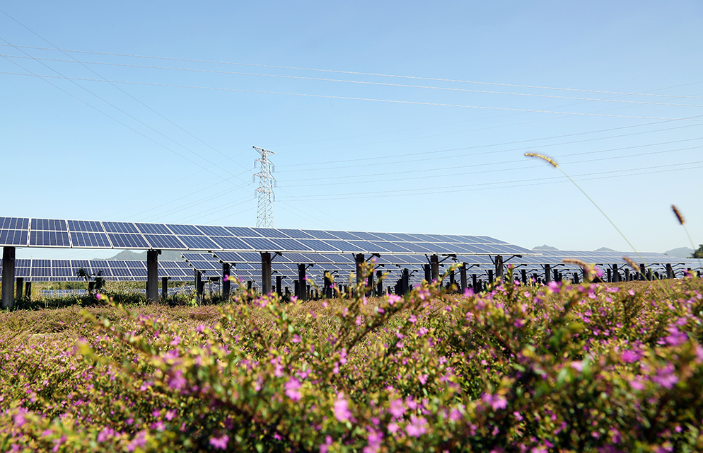 Sungrow Pioneers PV for Biodiversity | SUNGROW