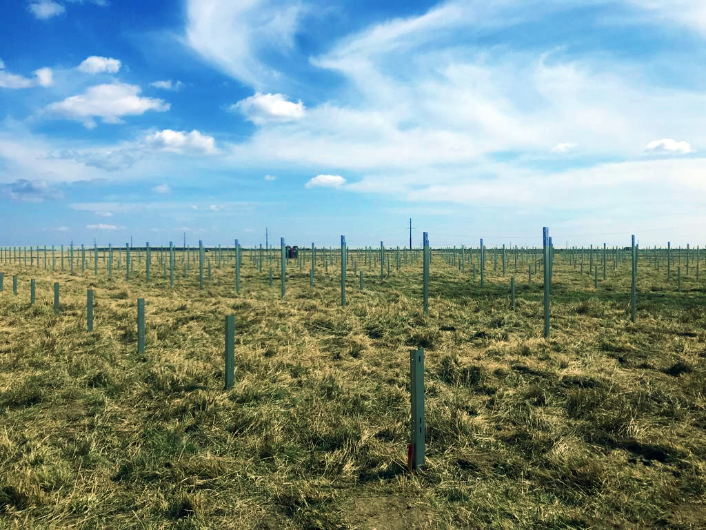 Sungrow to Supply the Largest Solar Project in Romania | SUNGROW