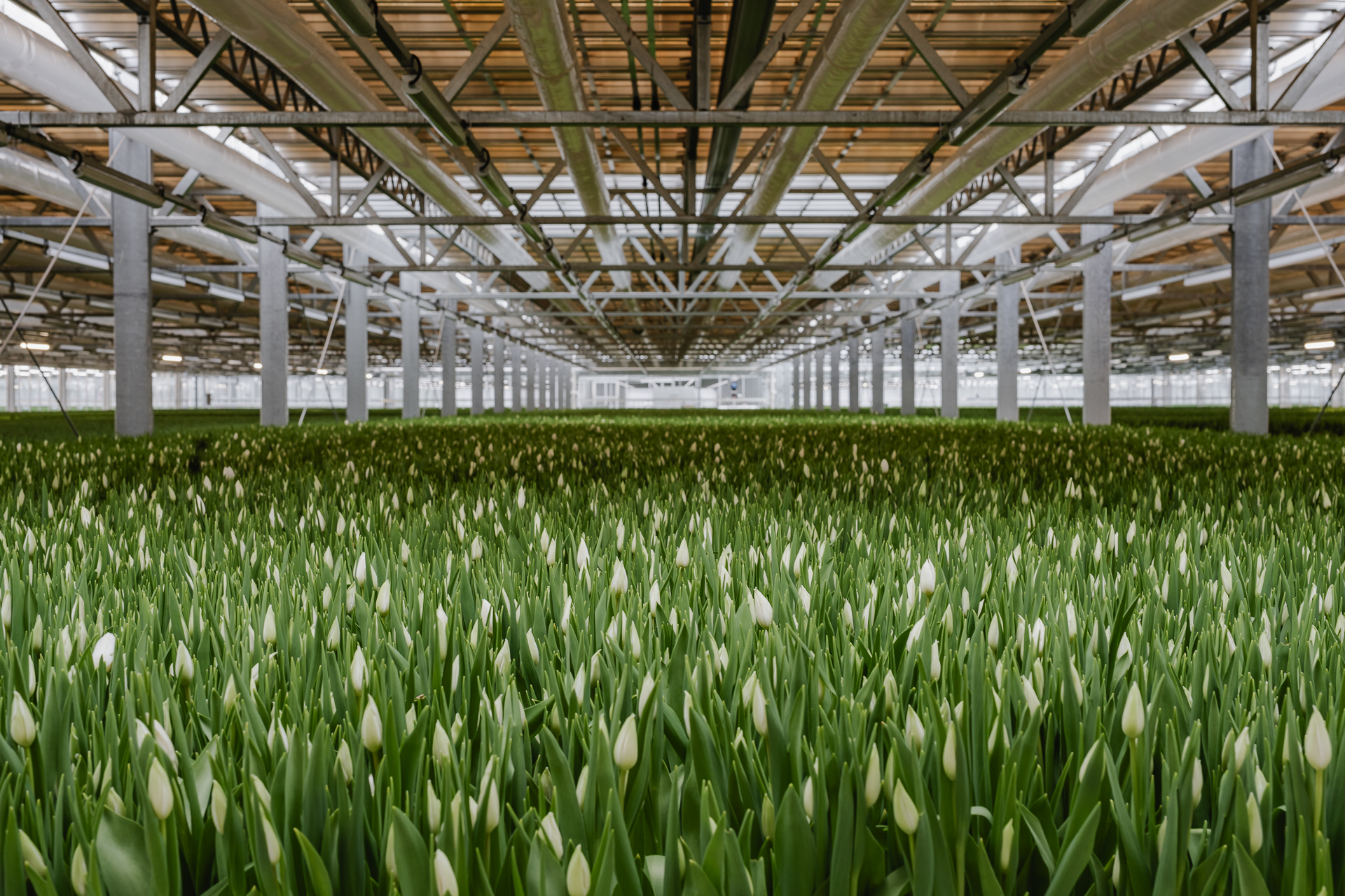 Ronico – Advancing Sustainable Tulip Production through Solar Energy